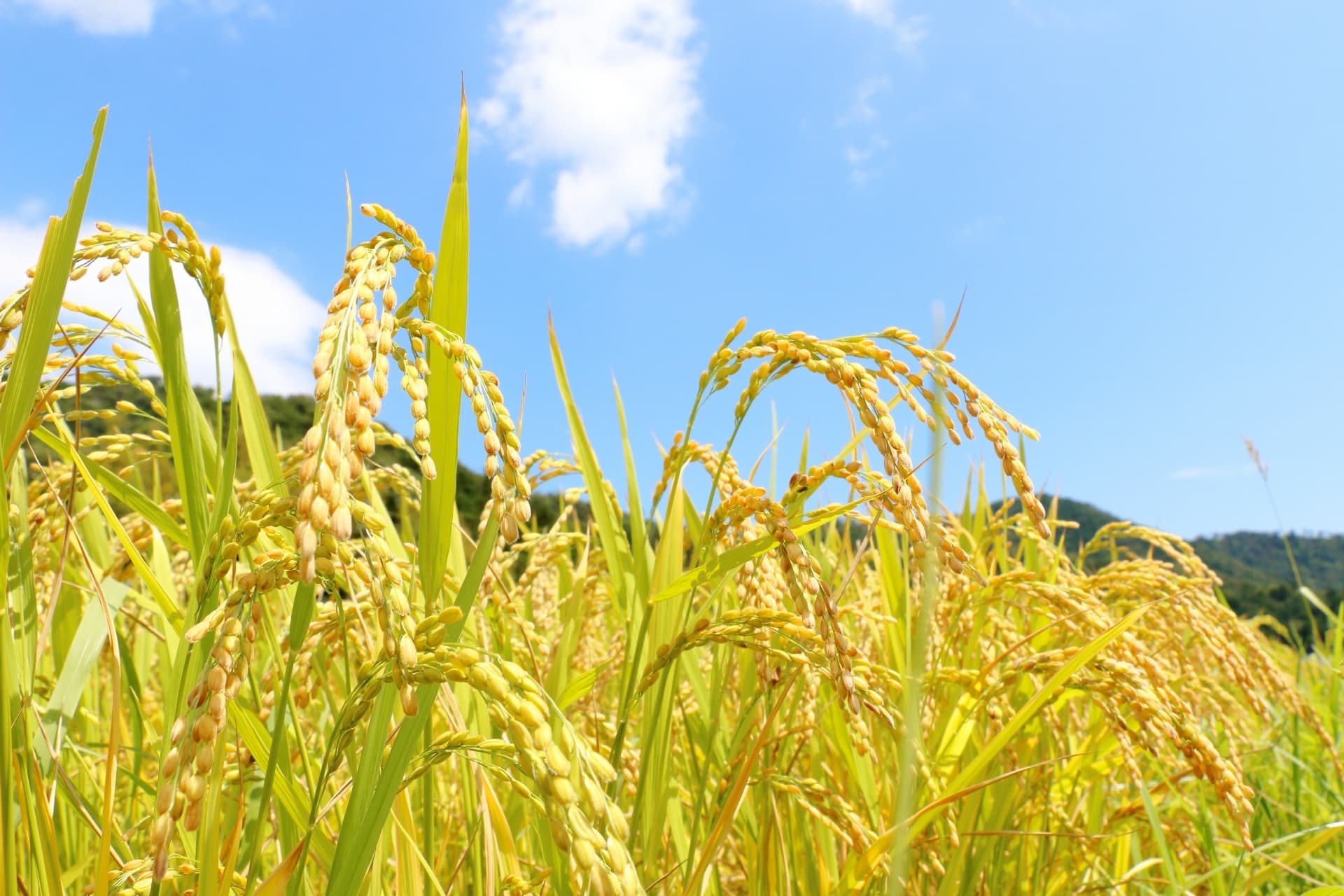 ミルキークィーン